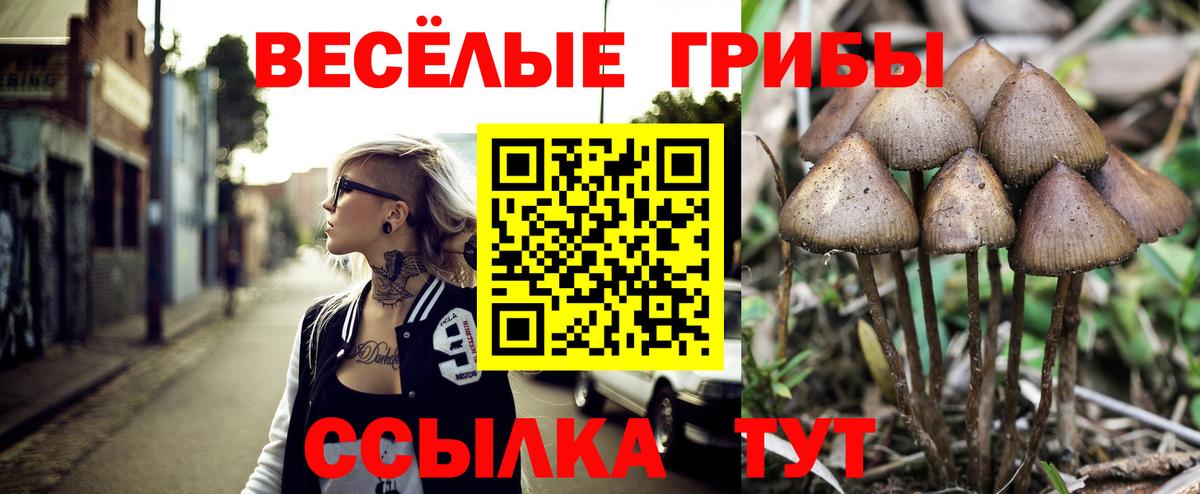 Псилоцибиновые грибы мицелий Ипатово